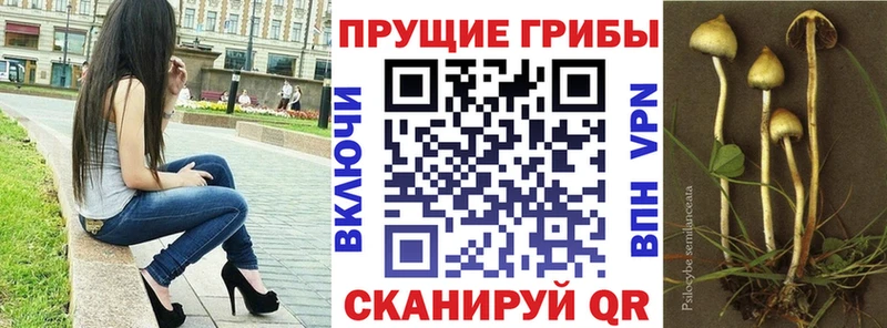 Псилоцибиновые грибы Psilocybine cubensis  blacksprut зеркало  Бикин 